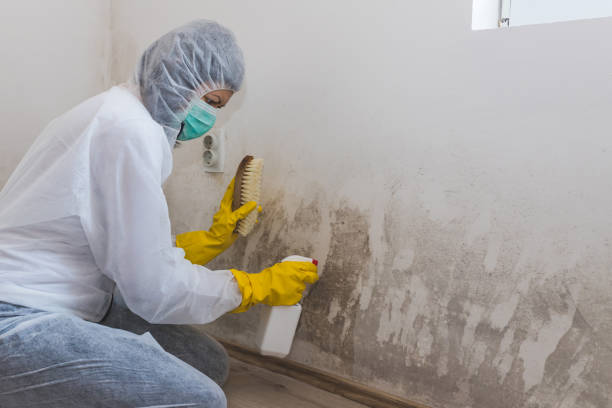 Best Certified Mold Removal  in Westerville, OH