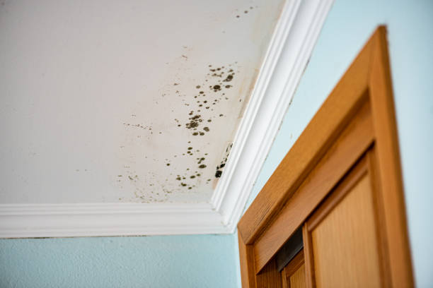 Best Mold Removal Process  in Westerville, OH